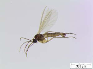  ( - bf-sci-00765)  @11 [ ] CreativeCommons - Attribution Non-Commercial Share-Alike (2016) Oivind Gammelmo BioFokus