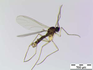  ( - bf-sci-00767)  @12 [ ] CreativeCommons - Attribution Non-Commercial Share-Alike (2016) Oivind Gammelmo BioFokus