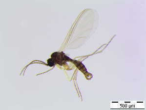  ( - bf-sci-00794)  @11 [ ] CreativeCommons - Attribution Non-Commercial Share-Alike (2016) Oivind Gammelmo BioFokus