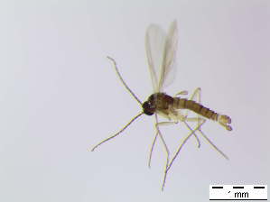  ( - bf-sci-00799)  @12 [ ] CreativeCommons - Attribution Non-Commercial Share-Alike (2016) Oivind Gammelmo BioFokus