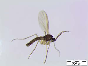  ( - bf-sci-00803)  @11 [ ] CreativeCommons - Attribution Non-Commercial Share-Alike (2016) Oivind Gammelmo BioFokus