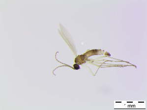  ( - bf-sci-00822)  @11 [ ] CreativeCommons - Attribution Non-Commercial Share-Alike (2016) Oivind Gammelmo BioFokus