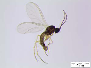  ( - bf-sci-00827)  @11 [ ] CreativeCommons - Attribution Non-Commercial Share-Alike (2016) Oivind Gammelmo BioFokus
