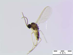  ( - bf-sci-00833)  @11 [ ] CreativeCommons - Attribution Non-Commercial Share-Alike (2016) Oivind Gammelmo BioFokus