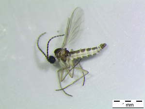  ( - bf-sci-00882)  @12 [ ] CreativeCommons - Attribution Non-Commercial Share-Alike (2016) Kjell Magne Olsen BioFokus