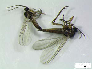  ( - bf-sci-00886)  @11 [ ] CreativeCommons - Attribution Non-Commercial Share-Alike (2016) Kjell Magne Olsen BioFokus