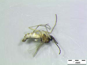  ( - bf-sci-00923)  @12 [ ] CreativeCommons - Attribution Non-Commercial Share-Alike (2016) Kjell Magne Olsen BioFokus