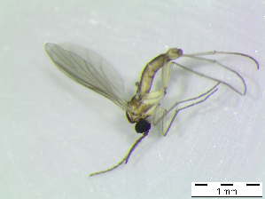  ( - bf-sci-00931)  @12 [ ] CreativeCommons - Attribution Non-Commercial Share-Alike (2016) Kjell Magne Olsen BioFokus