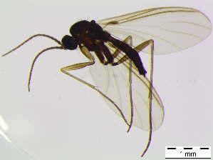  ( - bf-sci-00996)  @11 [ ] CreativeCommons - Attribution Share-Alike (2015) OlsenGammelmo BioFokus