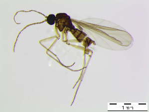  ( - bf-sci-01000)  @11 [ ] CreativeCommons - Attribution Share-Alike (2015) OlsenGammelmo BioFokus