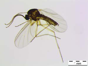  ( - bf-sci-01043)  @11 [ ] CreativeCommons - Attribution Share-Alike (2015) OlsenGammelmo BioFokus