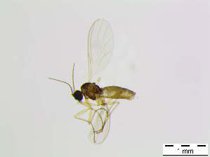  ( - bf-sci-01061)  @13 [ ] CreativeCommons - Attribution Share-Alike (2015) OlsenGammelmo BioFokus