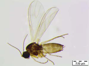  ( - bf-sci-01062)  @13 [ ] CreativeCommons - Attribution Share-Alike (2015) OlsenGammelmo BioFokus