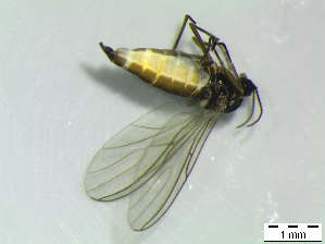  ( - bf-sci-01182)  @11 [ ] CreativeCommons - Attribution Non-Commercial Share-Alike (2016) Kjell Magne Olsen BioFokus