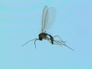  (Corynoptera defecta - bf-sci-01389)  @13 [ ] CreativeCommons - Attribution Non-Commercial Share-Alike (2016) Oivind Gammelmo BioFokus
