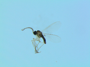  ( - bf-sci-01401)  @11 [ ] CreativeCommons - Attribution Non-Commercial Share-Alike (2016) Oivind Gammelmo BioFokus