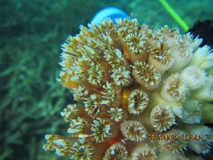  ( - PH-17-12)  @11 [ ] CreativeCommons - Attribution Non-Commercial (2022) Po Teen Lim University of Malaya