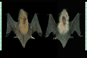  (Myotis levis - MACN15739)  @11 [ ] CreativeCommons - Attribution Non-Commercial Share-Alike (2013) Unspecified Unspecified