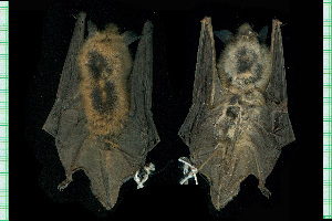  (Myotis thysanodes - MACN16851)  @11 [ ] CreativeCommons - Attribution Non-Commercial Share-Alike (2013) Unspecified Unspecified