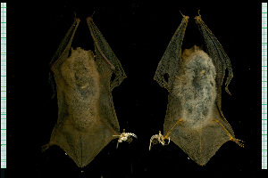  (Myotis austroriparius - MACN17901)  @11 [ ] CreativeCommons - Attribution Non-Commercial Share-Alike (2013) Unspecified Unspecified