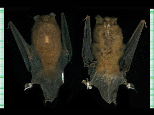  (Myotis ruber - MACN18034)  @11 [ ] CreativeCommons - Attribution Non-Commercial Share-Alike (2013) Unspecified Unspecified