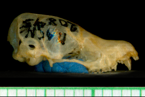  ( - MACN20895)  @11 [ ] Copyright (2013) Unspecified Unspecified