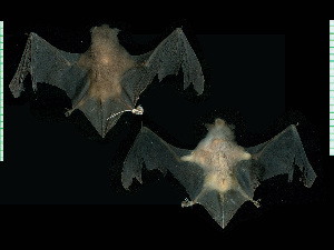  (Myotis simus - MACN20901)  @11 [ ] CreativeCommons - Attribution Non-Commercial Share-Alike (2013) Unspecified Unspecified