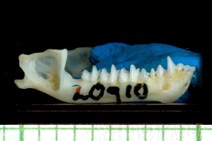  ( - MACN20910)  @11 [ ] Copyright (2013) Unspecified Unspecified