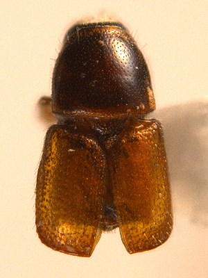  (Scolytus pygmaeus - BHJ236)  @13 [ ] No Rights Reserved (2012) Unspecified University Museum of Bergen, Natural History Collections