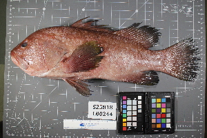  (Hyporthodus acanthistius - OGL-L244-E28128)  @11 [ ] Creative Commons Attribution License (CC BY) (2018) Unspecified Ocean Genome Legacy