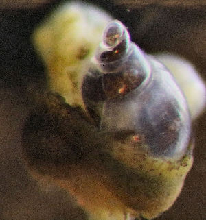  (Monogamus minibulla - ECOSUR-OH-M0335)  @11 [ ] CreativeCommons - Attribution (2017) Unspecified Unspecified