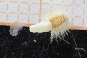  ( - ZMBN150358)  @11 [ ] CreativeCommons-by-nc-sa (2022) UoB University of Bergen, Natural History Collections