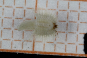  ( - ZMBN150358)  @11 [ ] CreativeCommons-by-nc-sa (2022) UoB University of Bergen, Natural History Collections