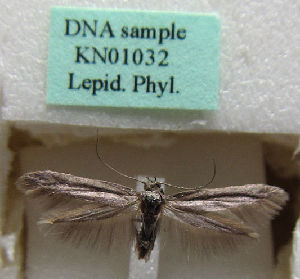  (Scythris manchaoensis - KN01032)  @11 [ ] CreativeCommons - Attribution Non-Commercial (2019) Kari Nupponen Research Collection of K. & T. Nupponen