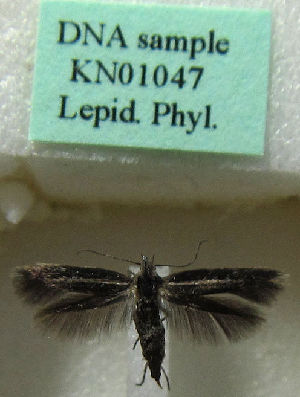  (Scythris pozohondai - KN01047)  @11 [ ] CreativeCommons - Attribution Non-Commercial (2019) Kari Nupponen Research Collection of K. & T. Nupponen