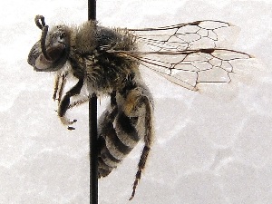  (Colletes louisae - KJH.714)  @14 [ ] Unspecified (default): All Rights Reserved  Unspecified Unspecified