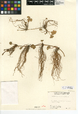  (Hydrocotyle ranunculoides - CCDB-24907-C11)  @11 [ ] CreativeCommons - Attribution Non-Commercial Share-Alike (2015) SDNHM San Diego Natural History Museum