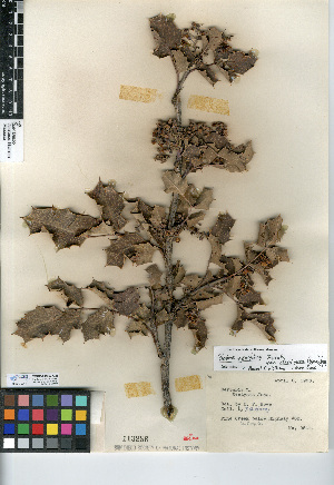  (Berberis aquifolium var. dictyota - CCDB-24935-A08)  @11 [ ] CreativeCommons - Attribution Non-Commercial Share-Alike (2015) SDNHM San Diego Natural History Museum