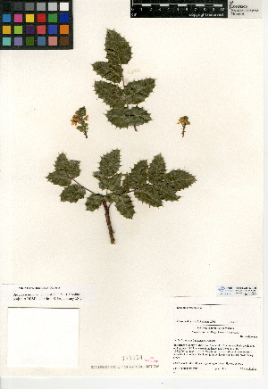  (Berberis pinnata - CCDB-24935-E09)  @11 [ ] CreativeCommons - Attribution Non-Commercial Share-Alike (2015) SDNHM San Diego Natural History Museum