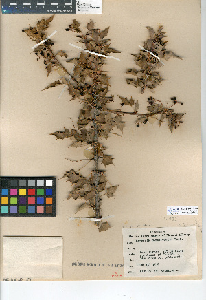  (Berberis higginsiae - CCDB-24935-G09)  @11 [ ] CreativeCommons - Attribution Non-Commercial Share-Alike (2015) SDNHM San Diego Natural History Museum