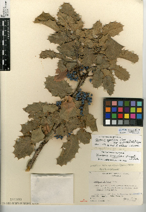  (Berberis aquifolium var. repens - CCDB-24935-H09)  @11 [ ] CreativeCommons - Attribution Non-Commercial Share-Alike (2015) SDNHM San Diego Natural History Museum