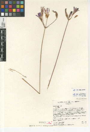  (Brodiaea elegans - CCDB-23397-B04)  @11 [ ] CreativeCommons - Attribution Non-Commercial Share-Alike (2015) SDNHM San Diego Natural History Museum