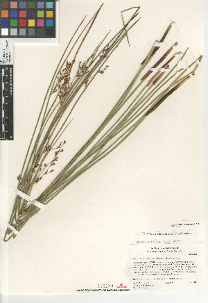  (Juncus balticus ater - CCDB-23397-C12)  @11 [ ] CreativeCommons - Attribution Non-Commercial Share-Alike (2015) SDNHM San Diego Natural History Museum