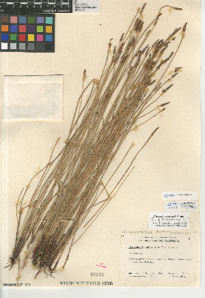  (Eleocharis erythropoda - CCDB-23397-D10)  @11 [ ] CreativeCommons - Attribution Non-Commercial Share-Alike (2015) SDNHM San Diego Natural History Museum