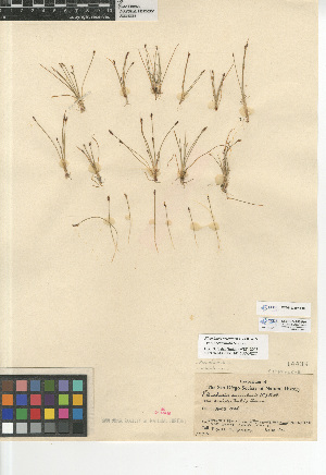  (Eleocharis acicularis occidentalis - CCDB-23397-F10)  @11 [ ] CreativeCommons - Attribution Non-Commercial Share-Alike (2015) SDNHM San Diego Natural History Museum
