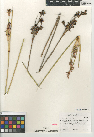  (Juncus acutus leopoldii - CCDB-23397-F12)  @11 [ ] CreativeCommons - Attribution Non-Commercial Share-Alike (2015) SDNHM San Diego Natural History Museum