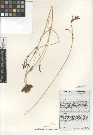  (Brodiaea santarosae - CCDB-23397-G05)  @11 [ ] CreativeCommons - Attribution Non-Commercial Share-Alike (2015) SDNHM San Diego Natural History Museum
