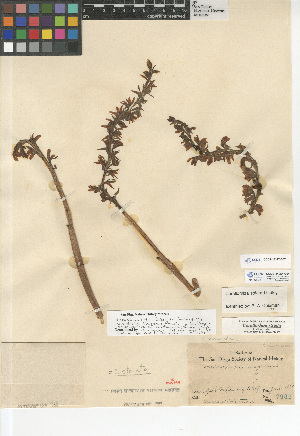  (Corallorhiza striata - CCDB-24954-C04)  @11 [ ] CreativeCommons - Attribution Non-Commercial Share-Alike (2015) SDNHM San Diego Natural History Museum
