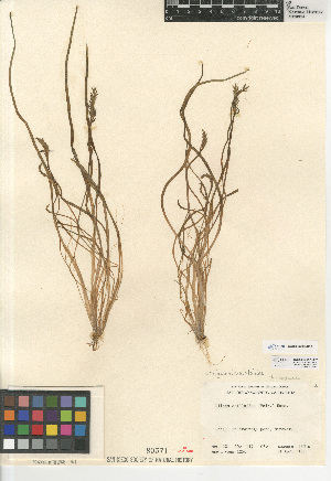  (Triglochin scilloides - CCDB-24957-H07)  @11 [ ] CreativeCommons - Attribution Non-Commercial Share-Alike (2015) SDNHM San Diego Natural History Museum