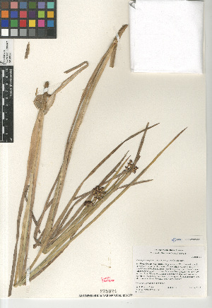  (Juncus phaeocephalus - CCDB-23952-B01)  @11 [ ] CreativeCommons - Attribution Non-Commercial Share-Alike (2015) SDNHM San Diego Natural History Museum